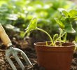 Top Tips For A Growing Organic Garden