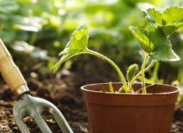 Top Tips For A Growing Organic Garden